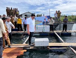 Dukung Sektor Perikanan, Bupati Roby Berikan Puluhan Ribu Benih Ikan Kerapu Cantang dan Teripang di Mantang