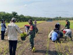 Dukung Program Ketahanan Pangan Nasional, Koramil Bengkalis Uji Coba Padi IP 200