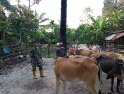 Pantau Hewan Ternak Milik Masyarakat, Ini Harapan Sertu M. Fikri