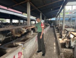 Agar Terbebas dari PMK, Anggota Koramil Mandau Giat Pantau Hewan Ternak