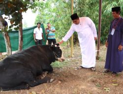 Iduladha 1446 H, Bupati Roby Salurkan Sapi Kurban Presiden Prabowo Subianto