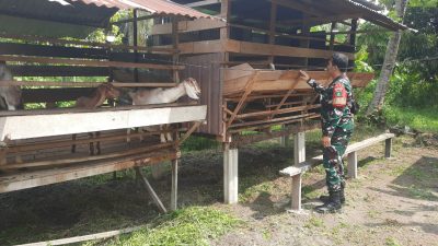 Antisipasi PMK, Babinsa Lakukan Pemantauan Ternak Kambing