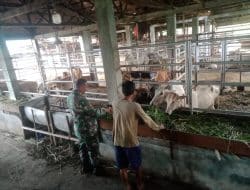 Pantau Ternak Lembu Milik Masyarakat, Ini Pesan Serda Paino