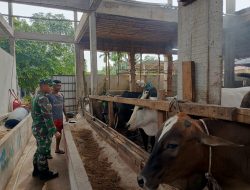 Pantau Ternak Milik Masyarakat, Ini Pesan Praka Amser Simanulang