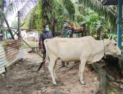 Pantau Ternak Milik Warga, Babinsa Tasik Tebing Serai : Untuk Cegah PMK