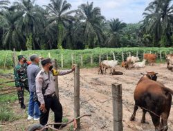 Pantau Ternak Milik Warga, Serka Junaidi : Untuk Cegah PMK