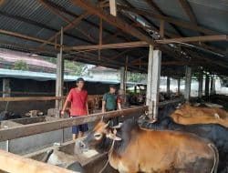 Pastikan Hewan Ternak Bebas PMK, Koramil Mandau Lakukan Pemeriksaan