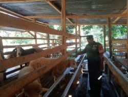 Untuk Cegah PMK, Koramil Mandau Pantau Ternak Milik Warga