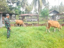 Pastikan Hewan Ternak Bebas PMK, Koramil Mandau Lakukan Pemantauan