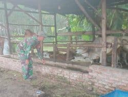 Antisipasi PMK, Babinsa Sebangar Giat Pemantauan Hewan Ternak