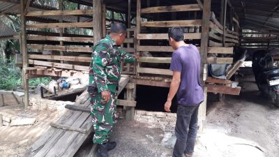 Wujud Peduli Kesehatan Hewan Ternak, Koramil Mandau Giat Pemantauan
