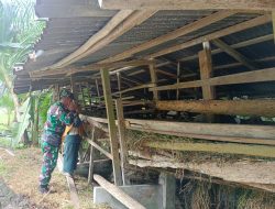 Sertu Firman Sihotang Giat Pantau Ternak Milik Warga