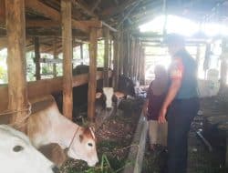 Peduli Kesehatan, Koramil Mandau Giat Pantau Hewan Ternak Milik Warga